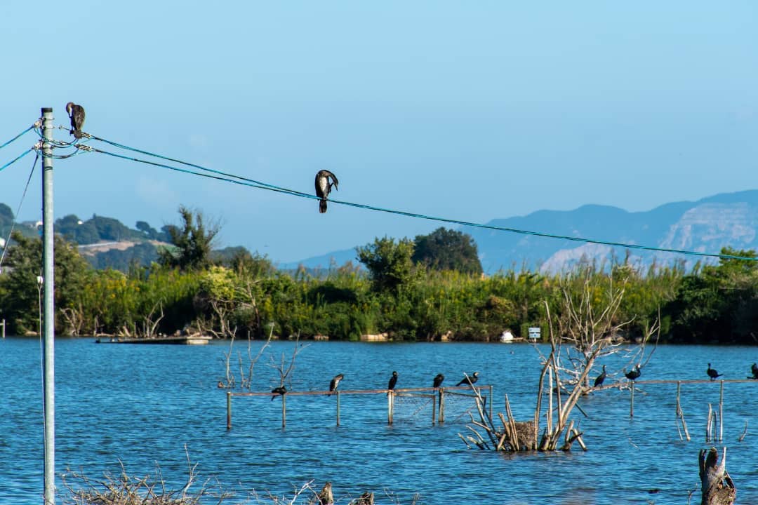 Ushimado Green Farm Ruins - wild birds