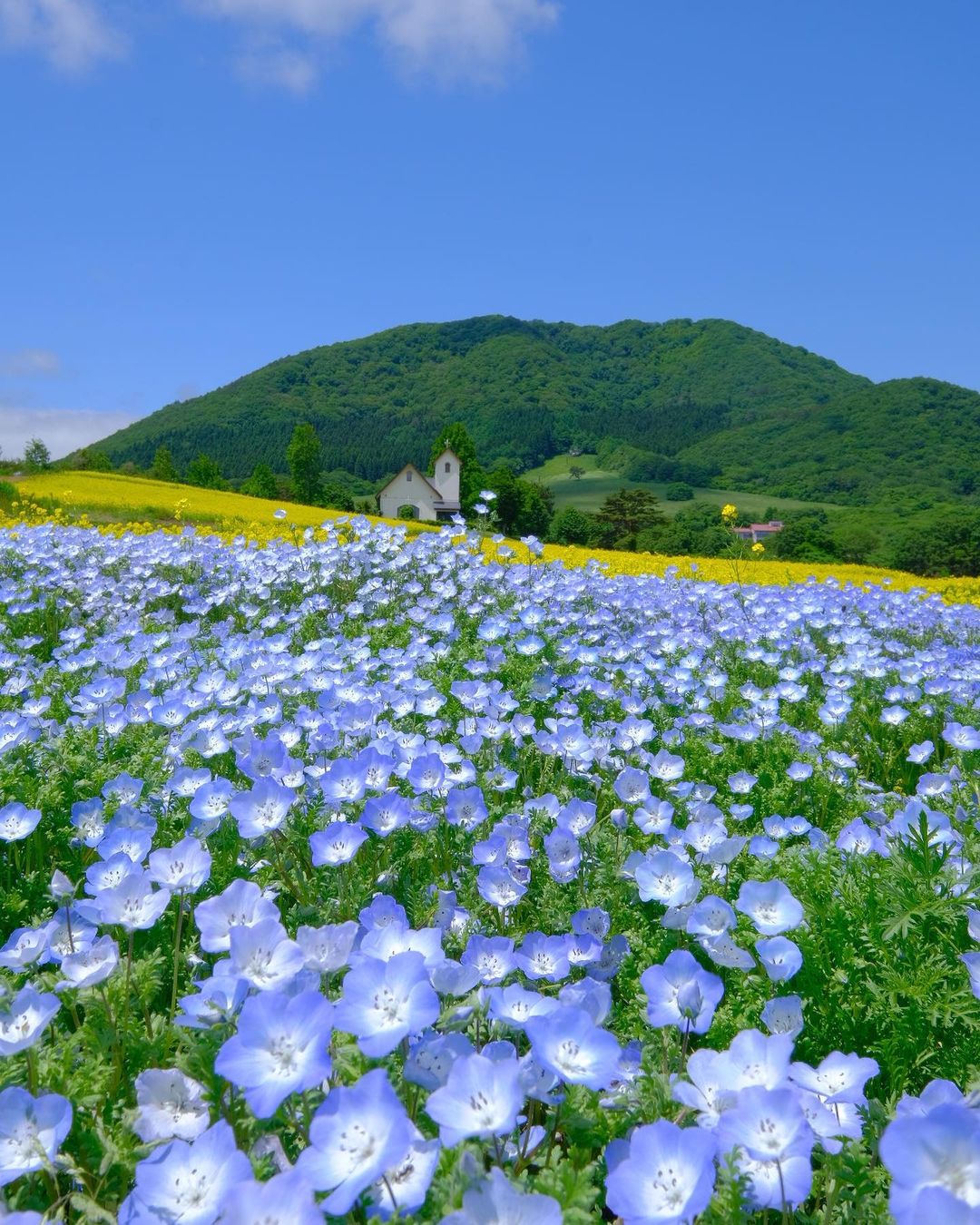 Yakurai Garden - flower field