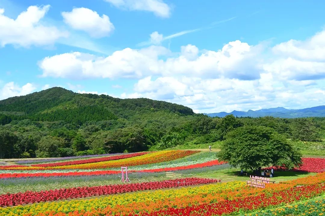 Yakurai Garden - flower park