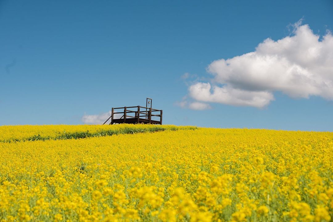 Yakurai Garden - rape blossom field