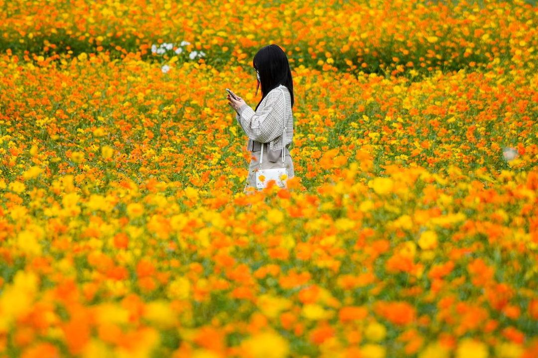 Yakurai Garden - flower field