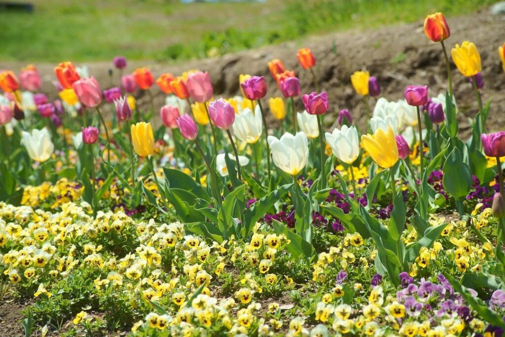 Yakurai Garden: Vast Flower Meadow With A Doraemon's “Anywhere Door”