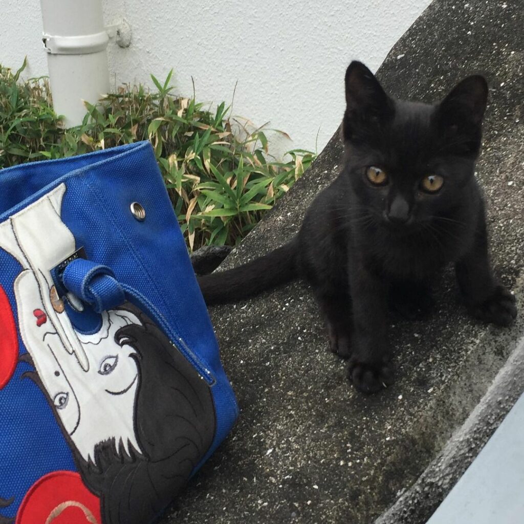Yumeji Art Museum - the black kitten was rescued and saved by a staff member 