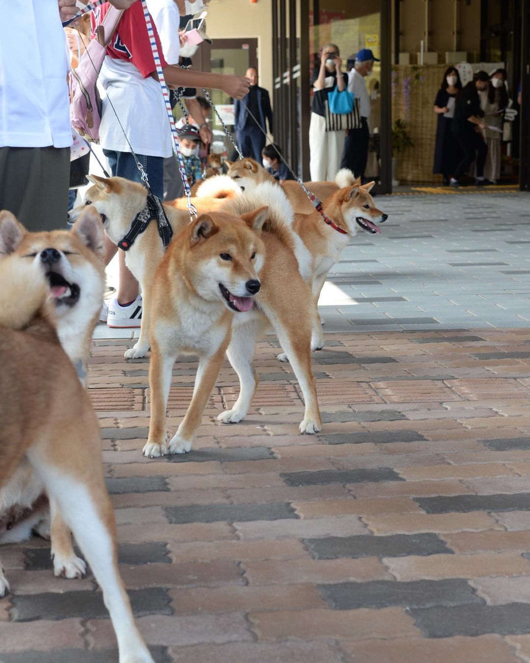 Shiba inu japan airport - shiba inu