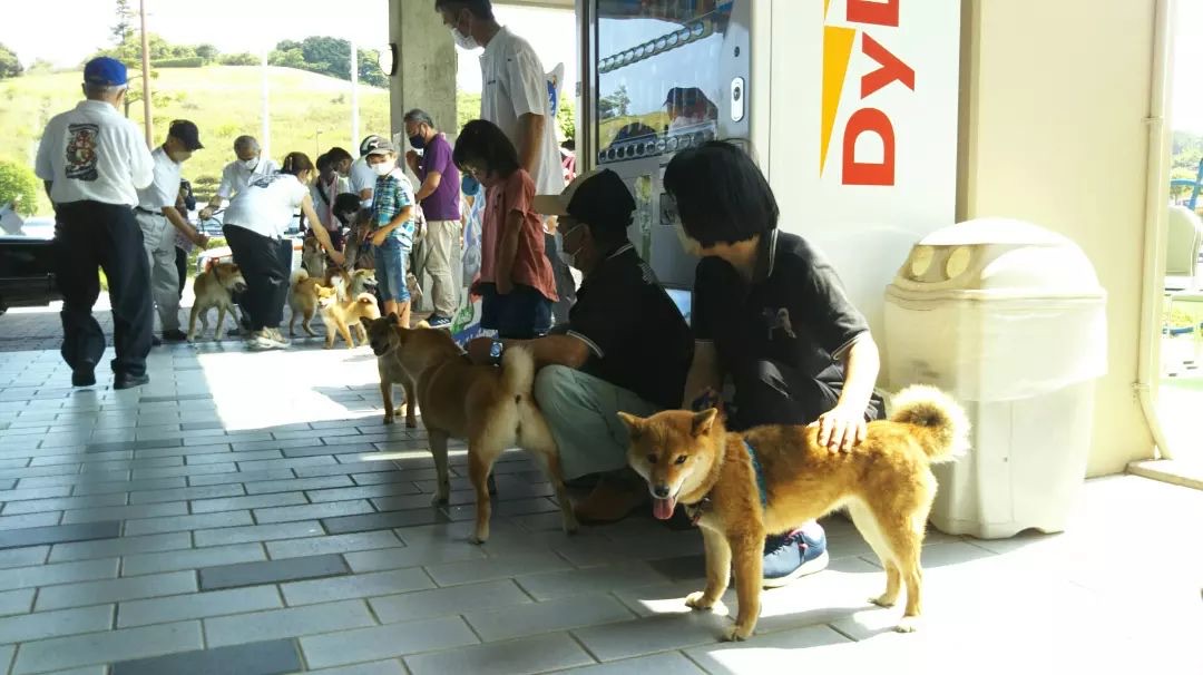 Shiba inu japan airport - shiba inu with their owners