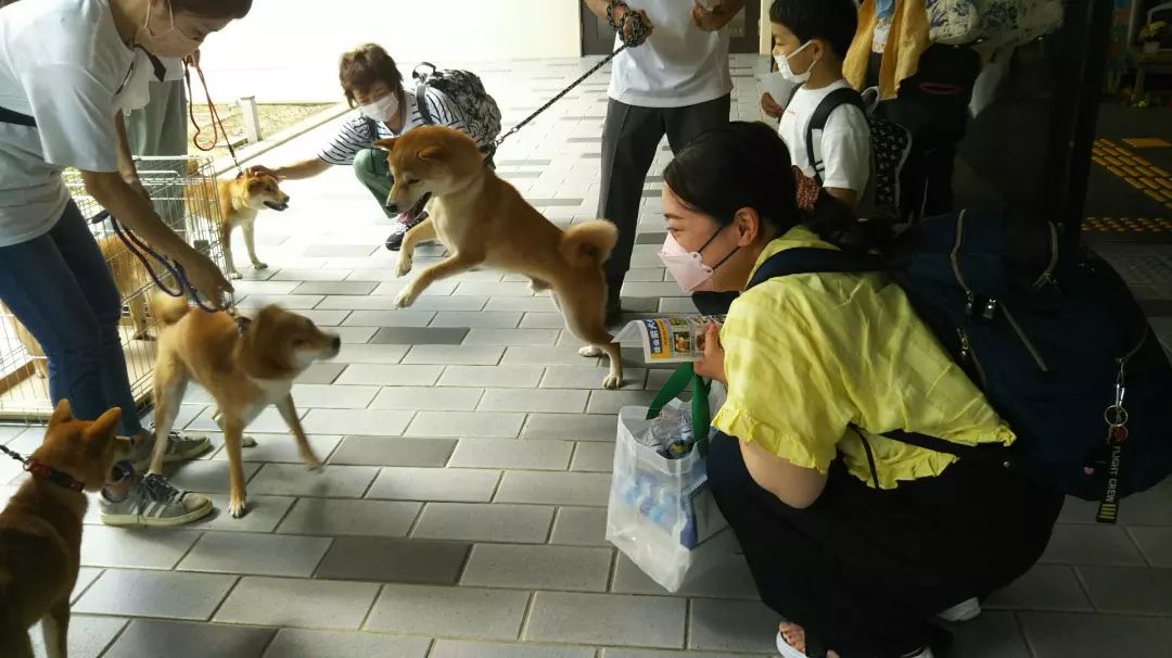 Shiba inu japan airport - arriving passengers interacting with dogs
