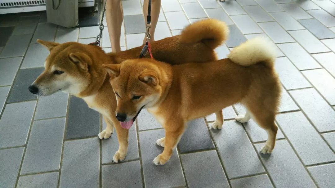 Shiba inu japan airport - shiba inu