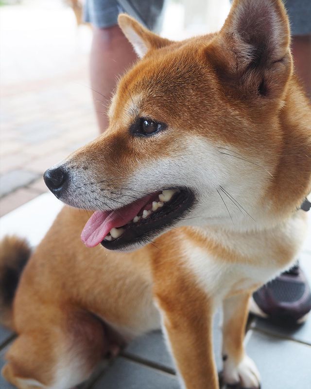 Shiba inu japan airport - close up shot of shiba inu