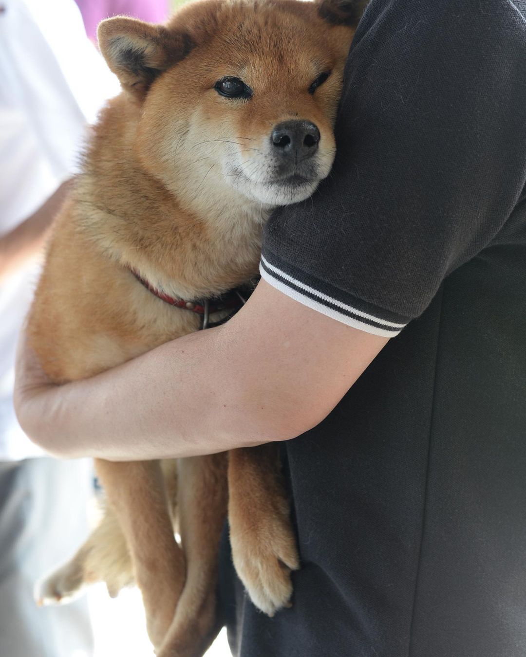 Shiba inu japan airport - shiba inu