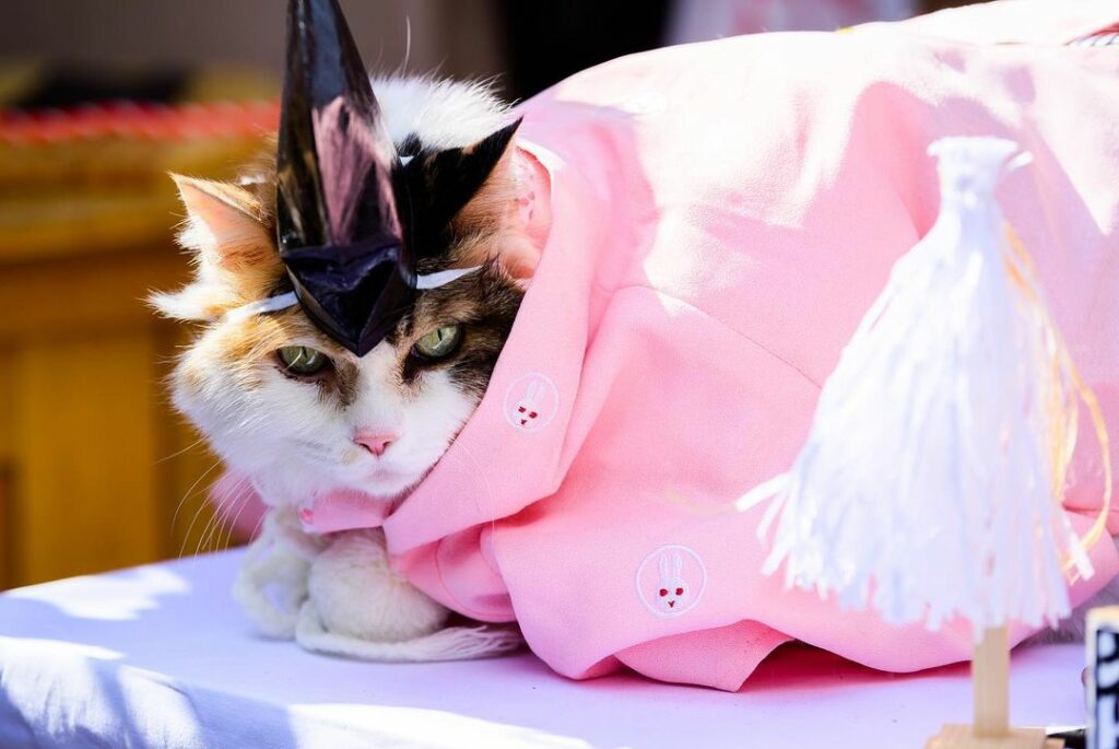 nitama cat priest - Pink cat