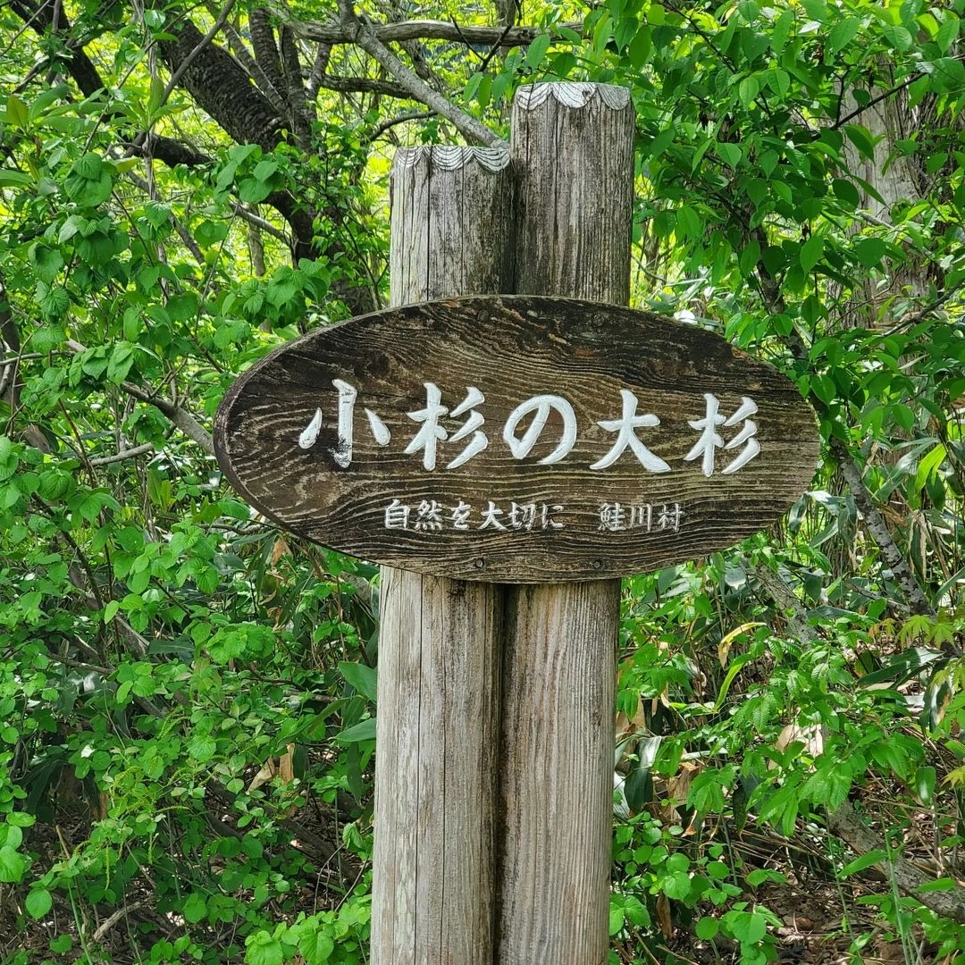 Totoro Tree - signboard