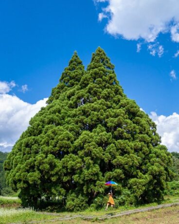 Timroo Tree Totoro Tree: 1,000-Year-Old Tree That Looks Just Like The Ghibli Spirit