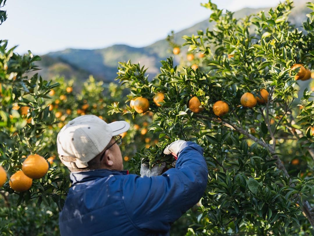 Ehime food - orange farm