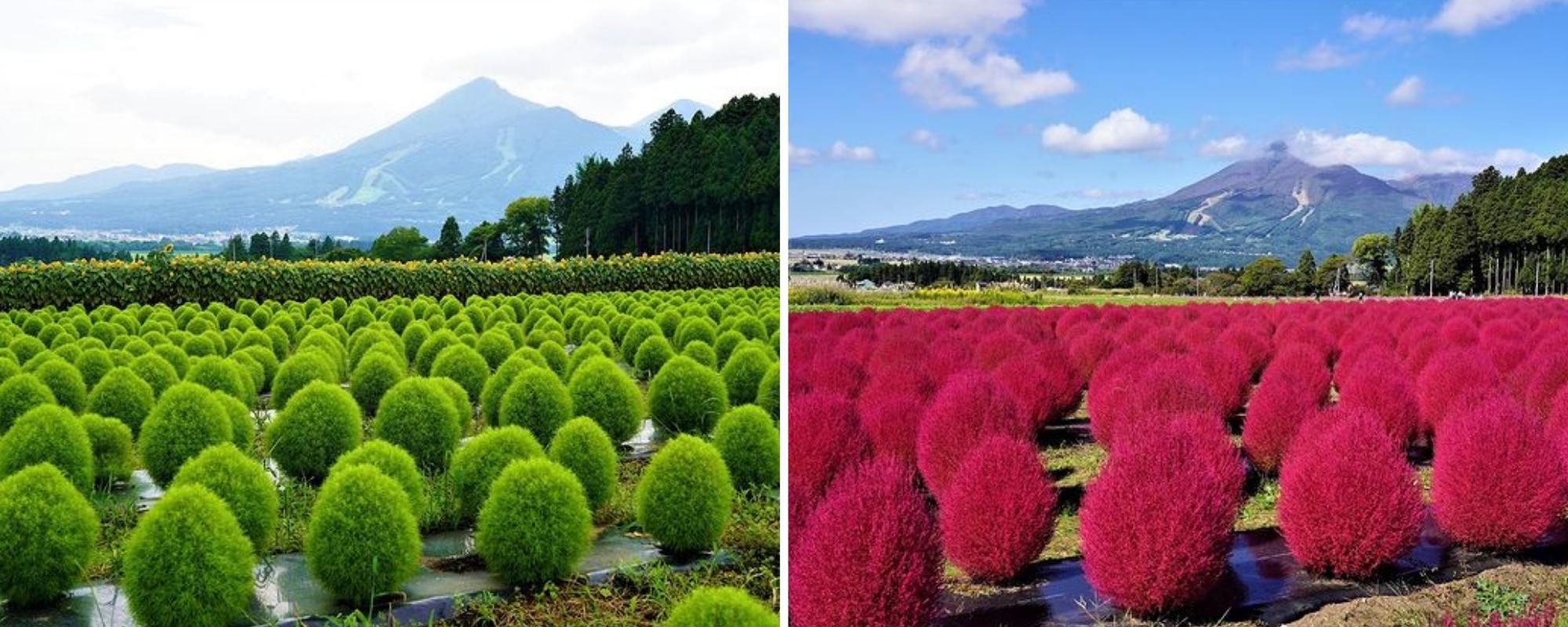 Inawashiro Herb Garden - Collage of red and green Kochia