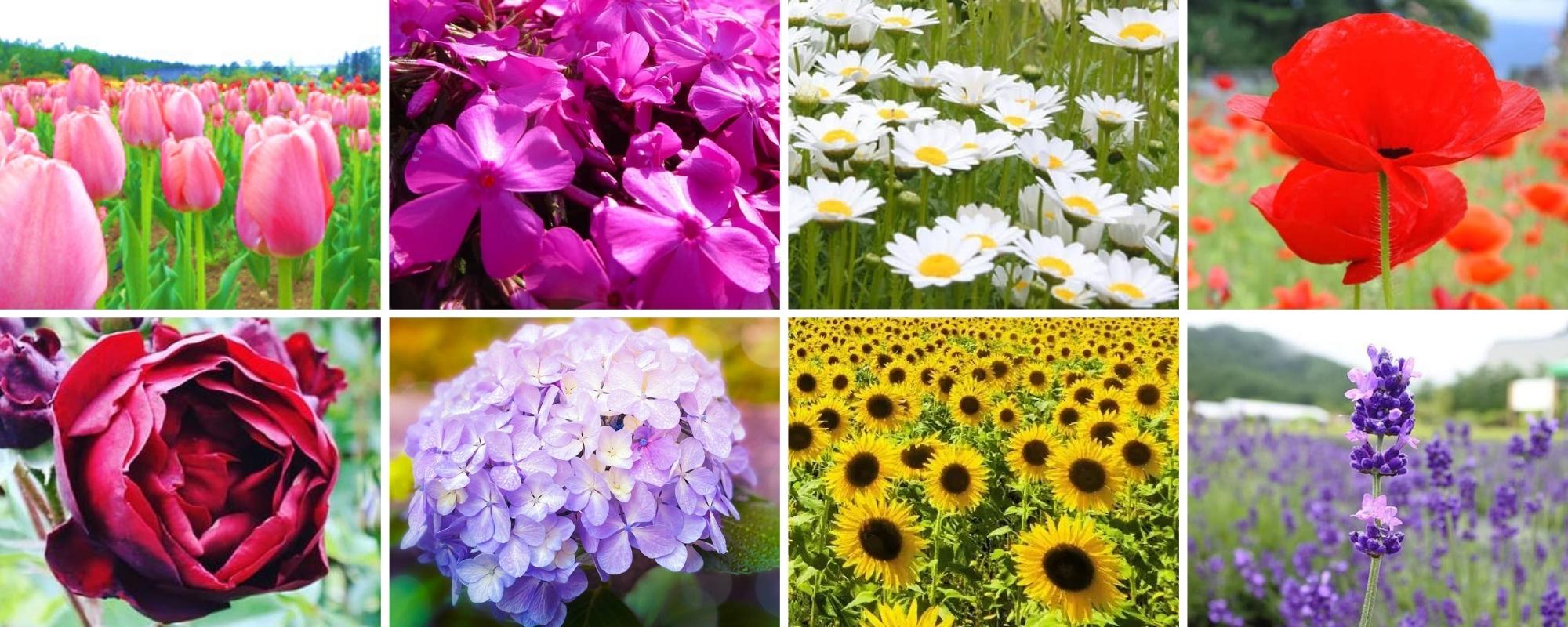 Inawashiro Herb Garden - collage of seasonal flowers
