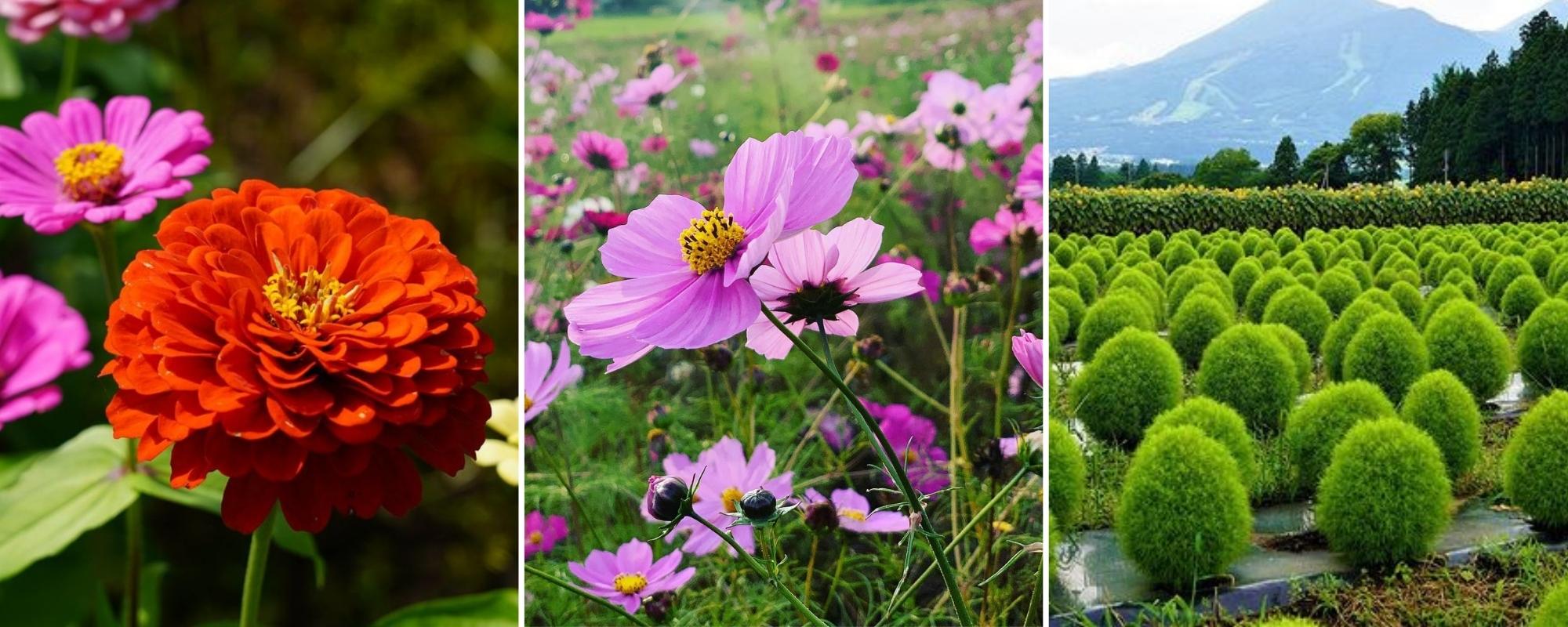 Inawashiro Herb Garden - collage of flowers in september