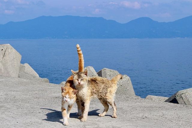 Aoshima - two cats playing