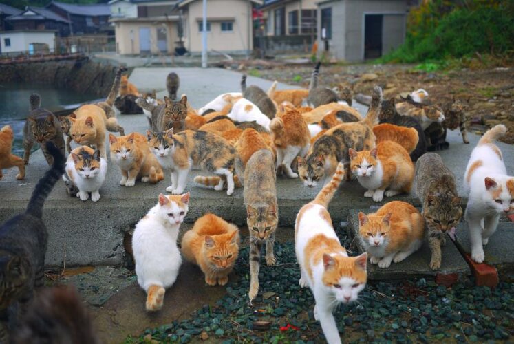 Aoshima: Sleepy Cat Island Where Felines Outnumber Humans