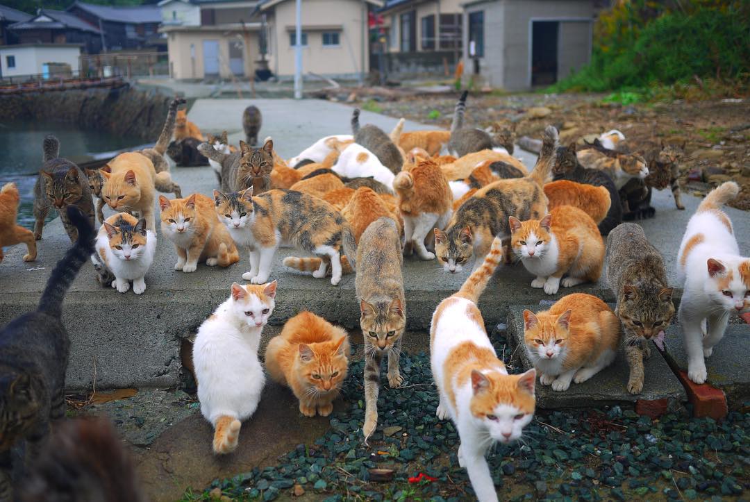 Aoshima, the cat island