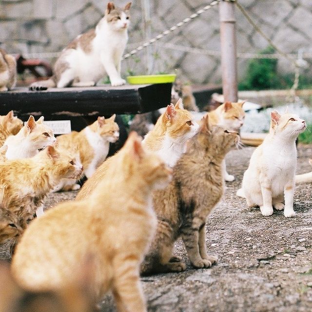 Aoshima - cats