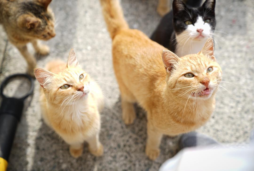 Aoshima - cats