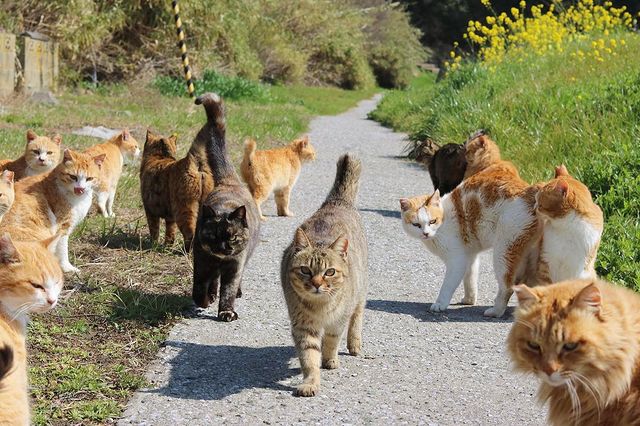 Aoshima, also known as 'Cat Island' has a cat population that is a sixfold  increase over the human inhabitants. : r/interestingasfuck