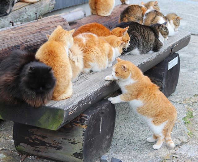 Cat Island': Felines Outnumber Humans on Japan's Aoshima Island