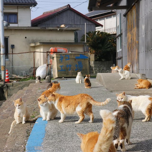 Aoshima - cats gathering around the feeding spot