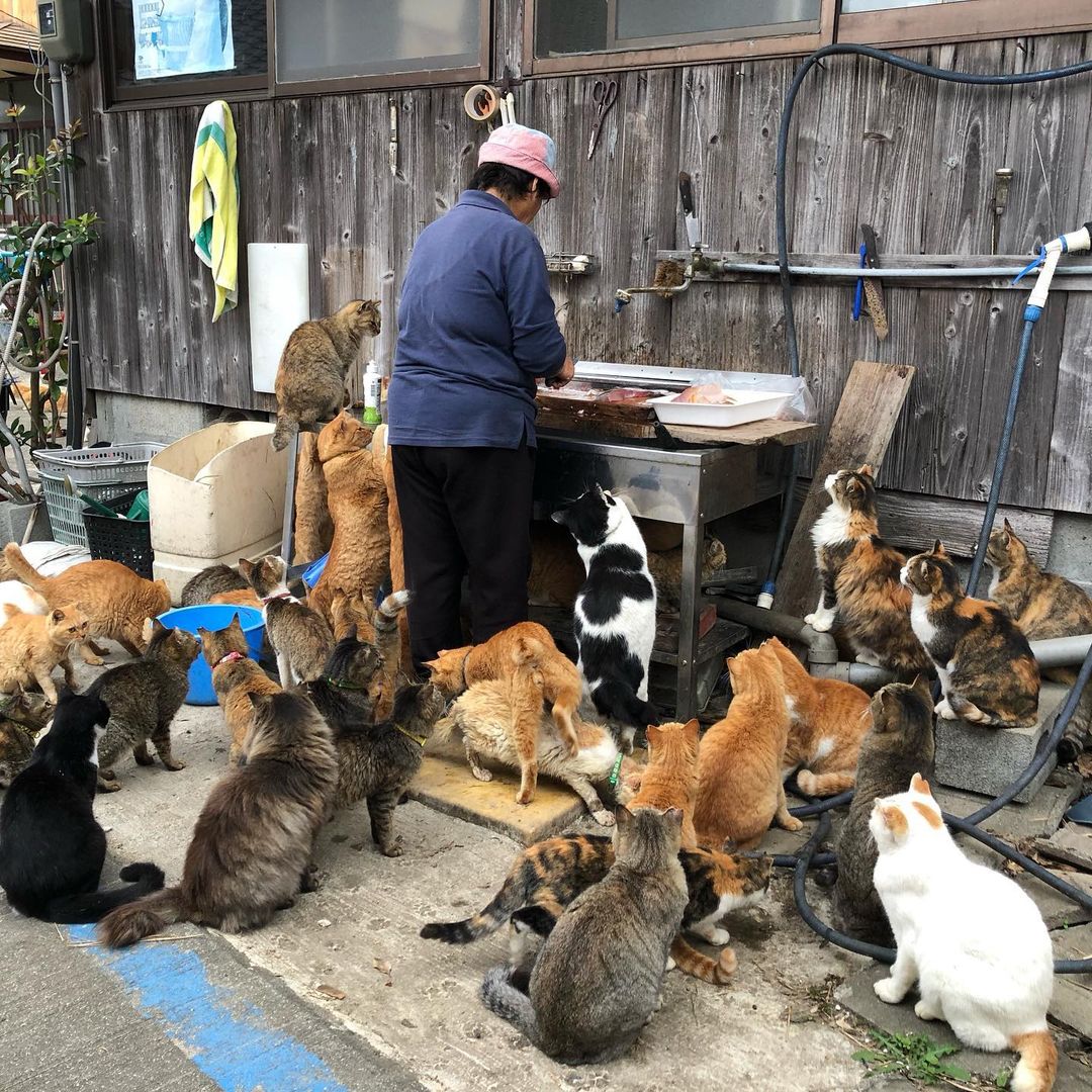 Aoshima - cats gathering around the feeding spot