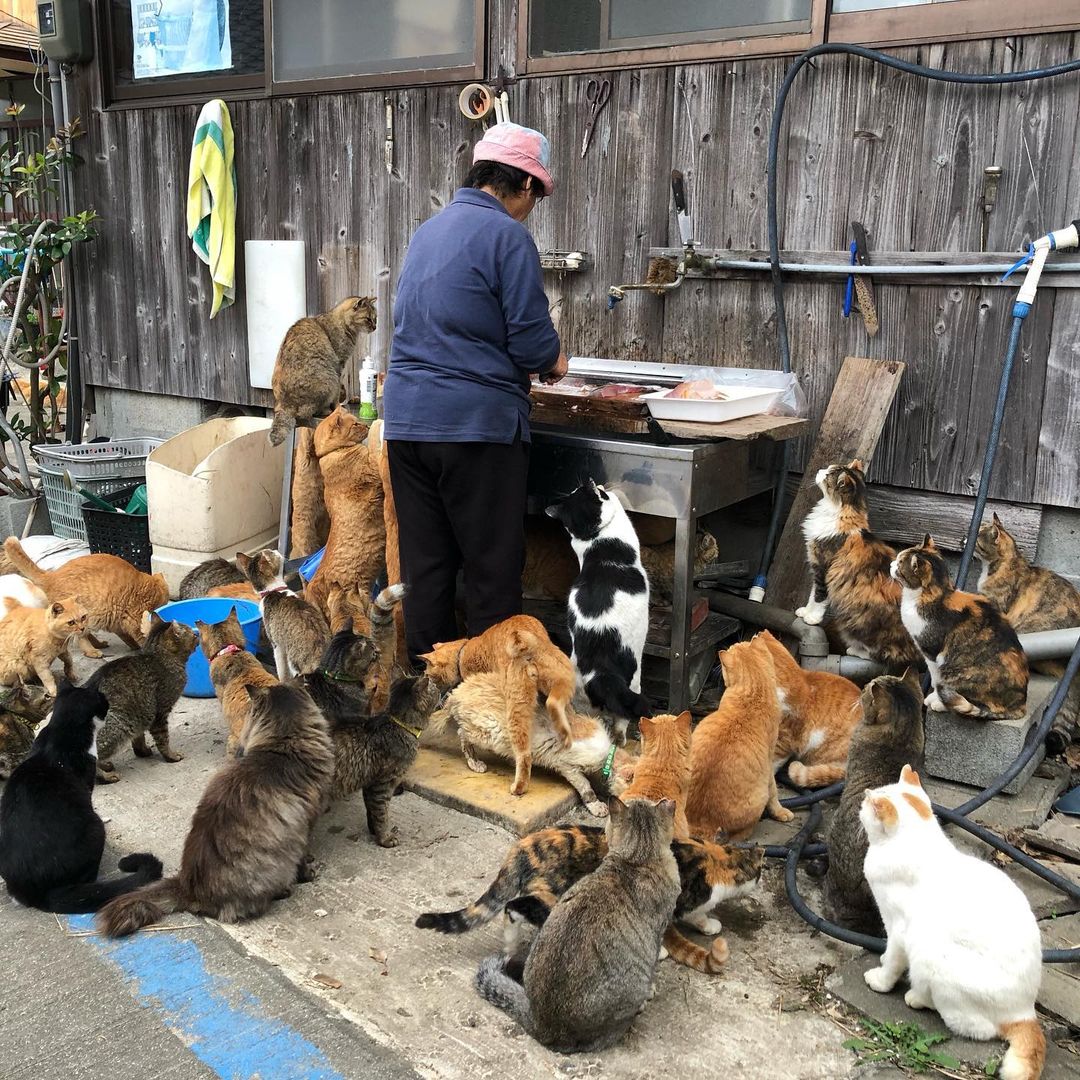 Aoshima: Sleepy Cat Island Where Felines Outnumber Humans