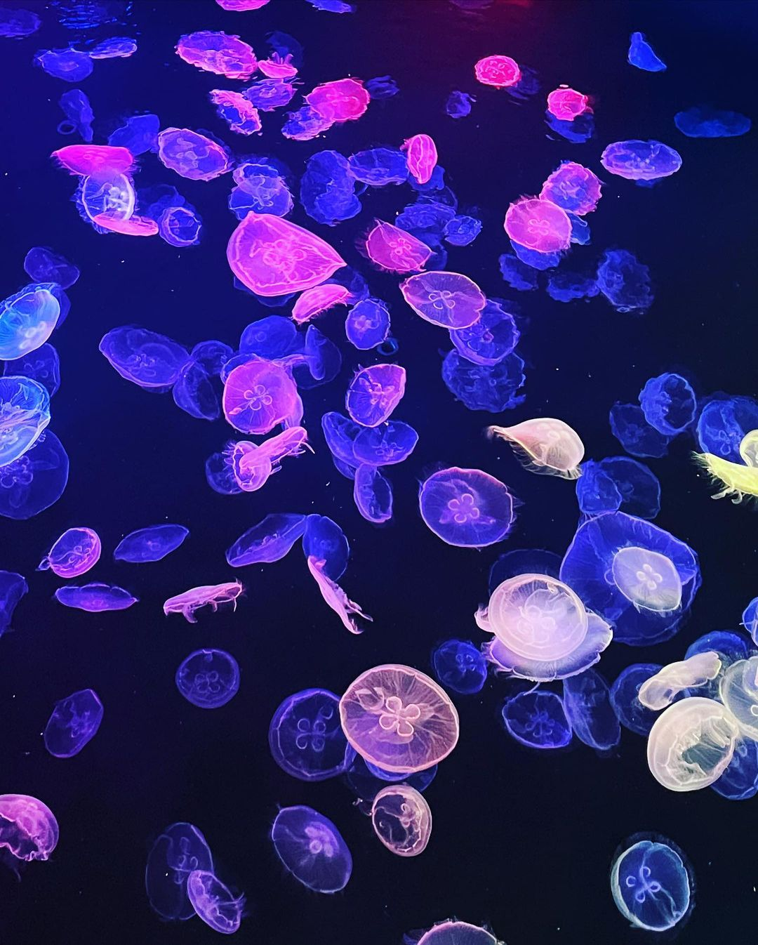 Sumida Aquarium - jellyfish tank