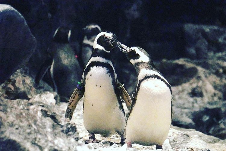 Sumida Aquarium - penguins kissing