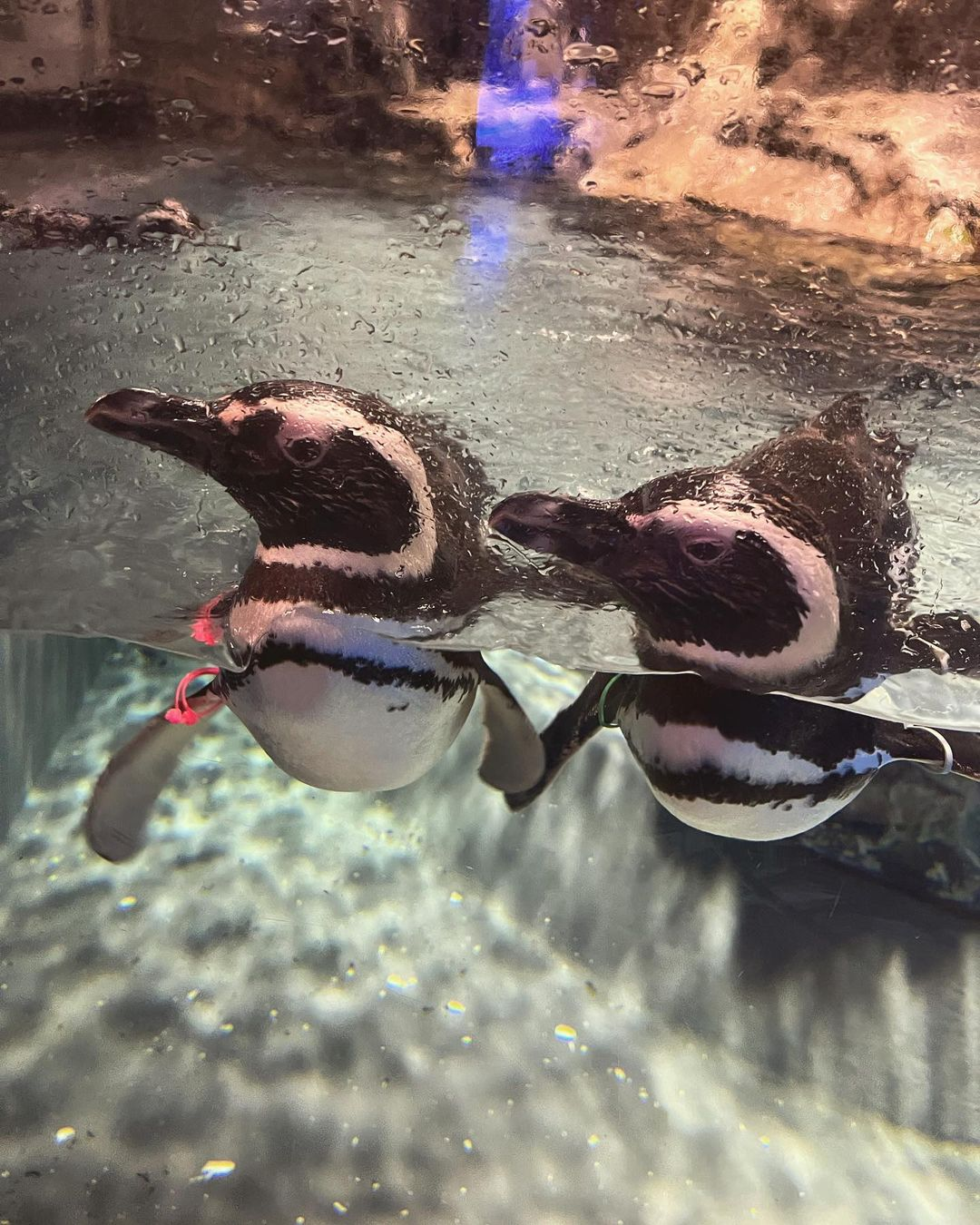 Sumida Aquarium - 2 penguins holding hands underwater