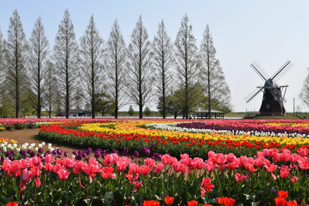 Akebonoyama Agricultural Park - get transported to the Netherlands