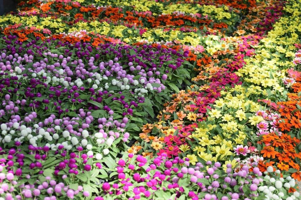 Akebonoyama Agricultural Park - an earthly quilt of flowers 