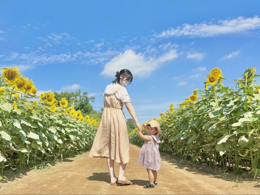 Akebonoyama Agricultural Park - paths lined with sunflowers