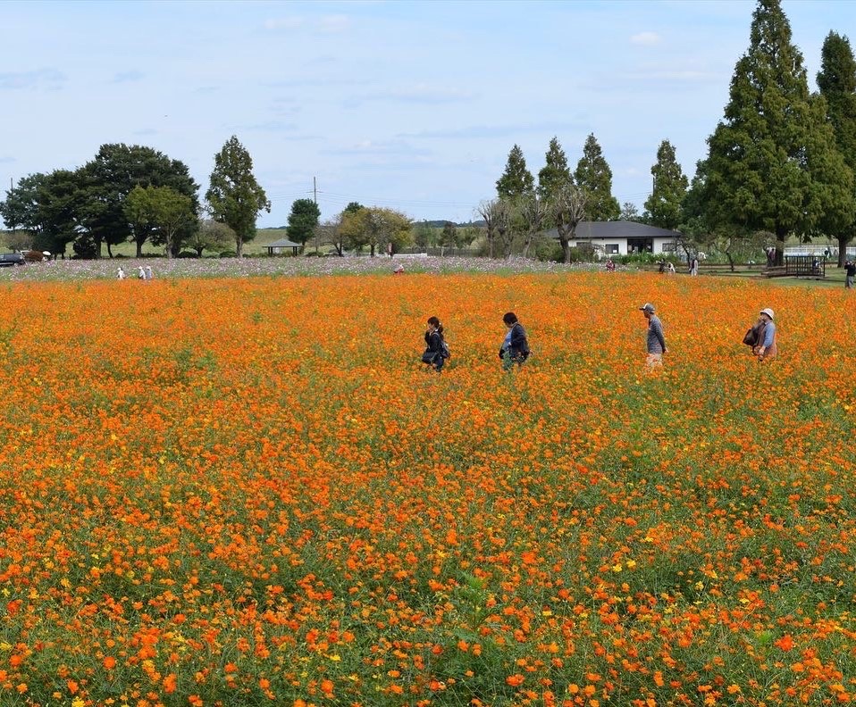 Akebonoyama Agricultural Park - wade through a sea of cosmos flowers