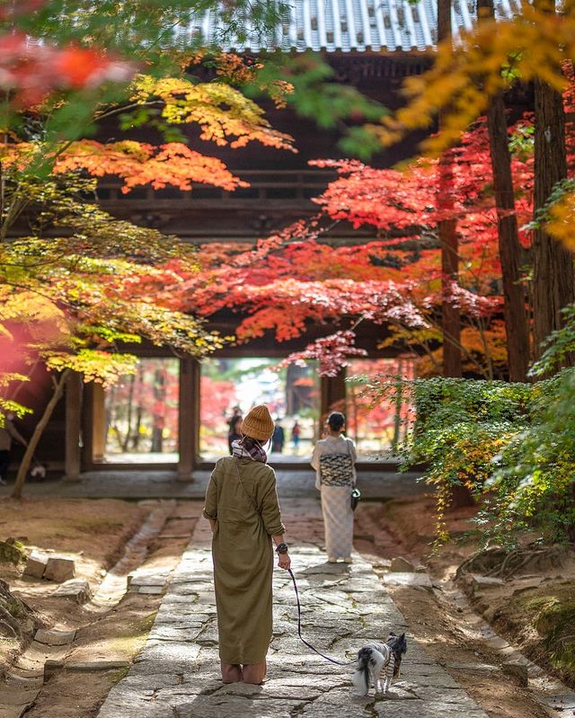 Sogenji - autumn foliage