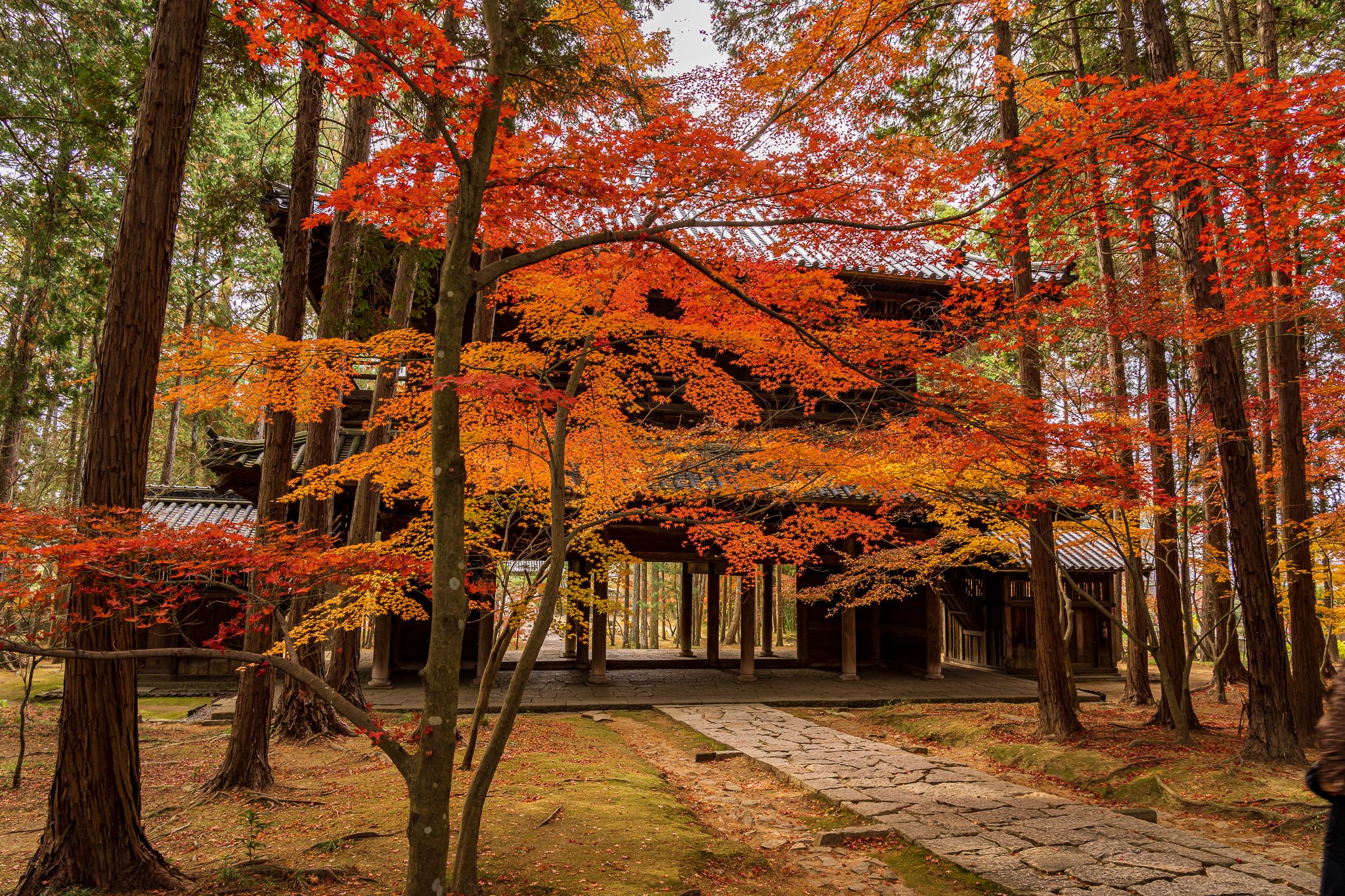 Sogenji - autumn foliage