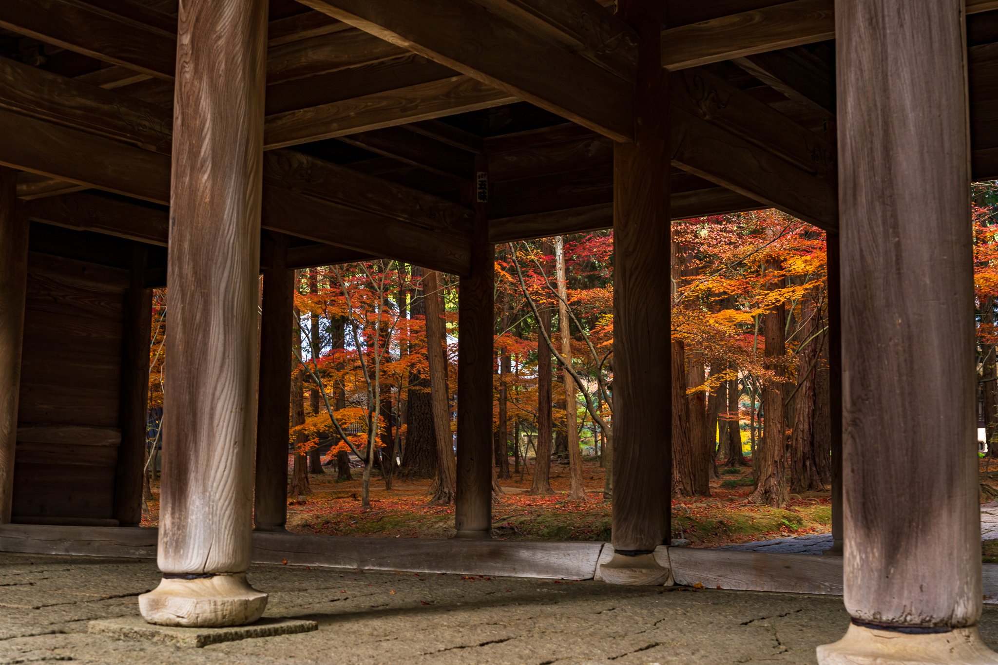 Sogenji - autumn foliage