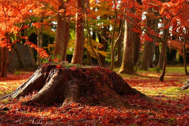Sogenji - autumn foliage