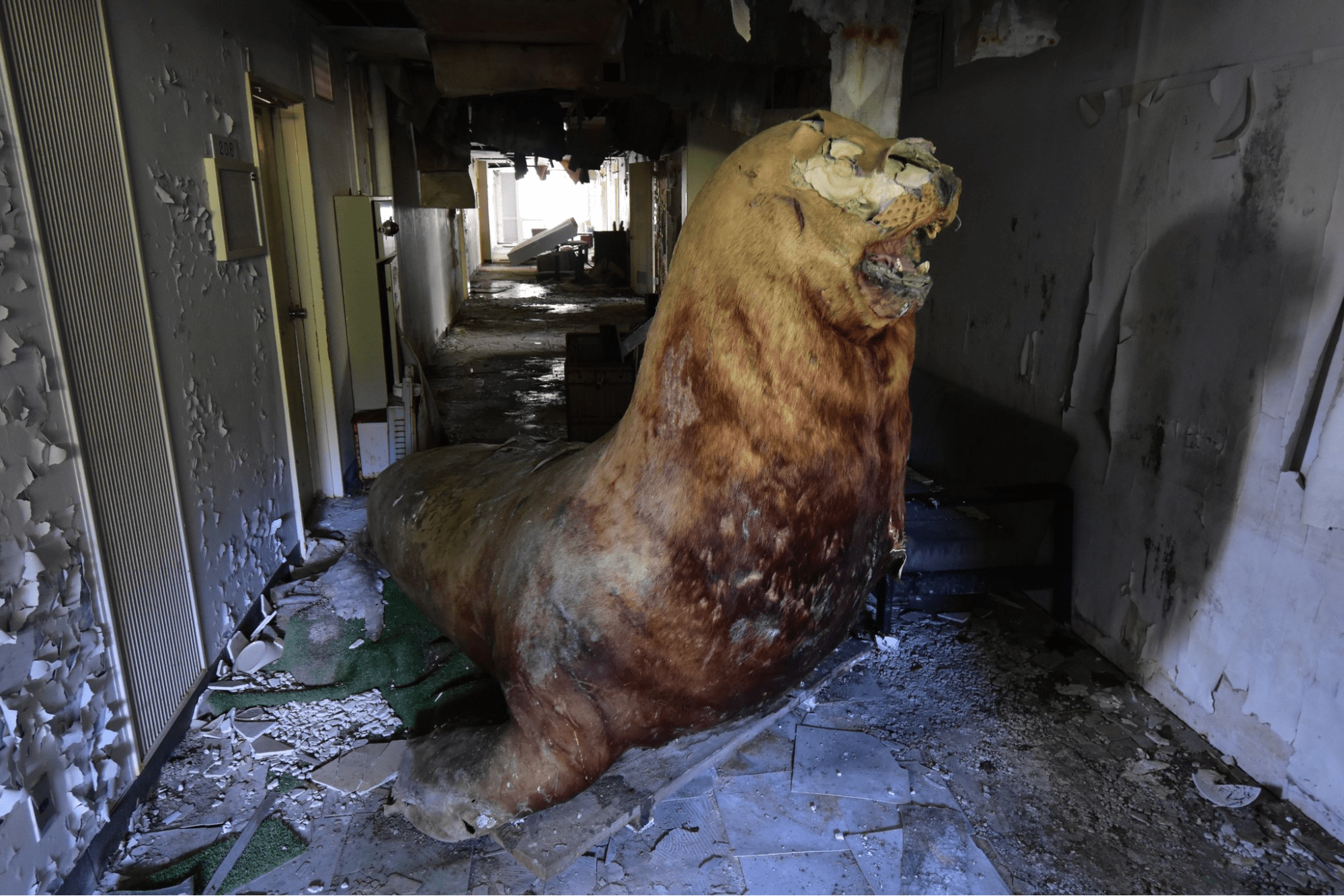 Abandoned places in Japan - a bloodied stuffed seal in the corridor of Family School Fureai