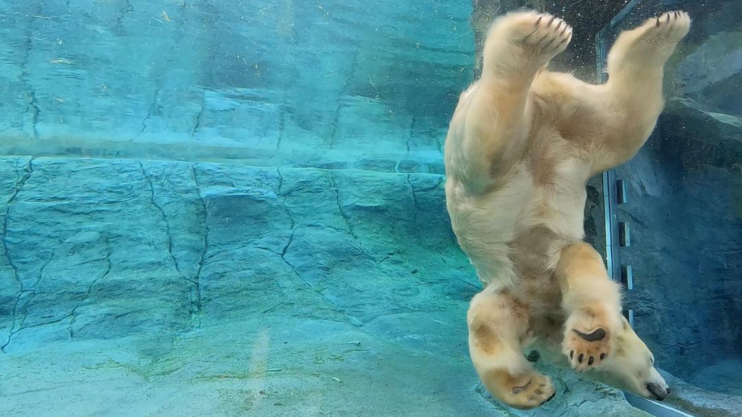 Cities in Japan to see snow - polar bear swimming at Maruyama Zoo