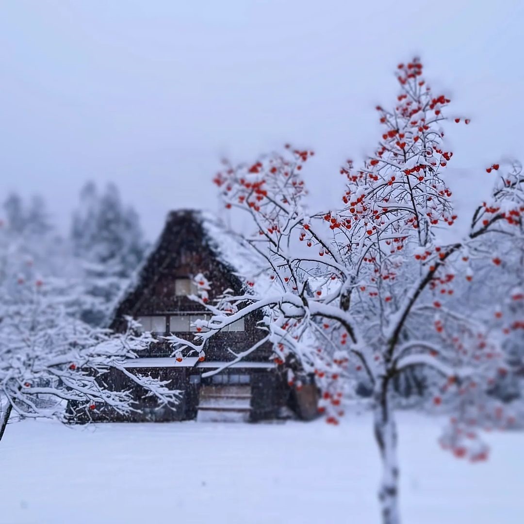 Cities in Japan to see snow - a house in Shirakawa-go and trees bearing berries in the foreground