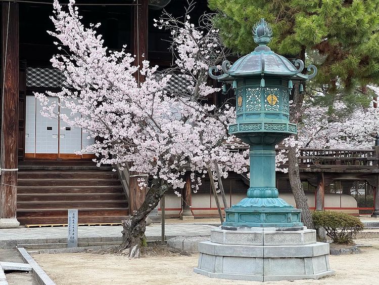 Hyakumanben Chion-Ji - sakura with stone lanterns
