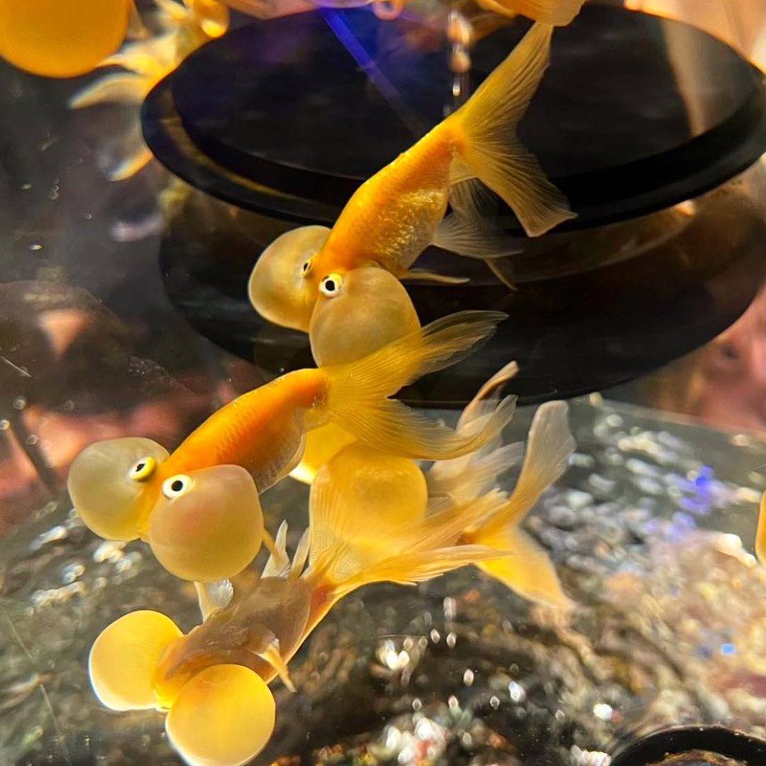 Nara Kingyo Museum - goldfish swimming