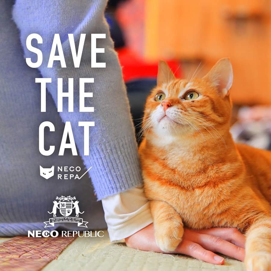 Neko Yokujo - Save The Cat campaign