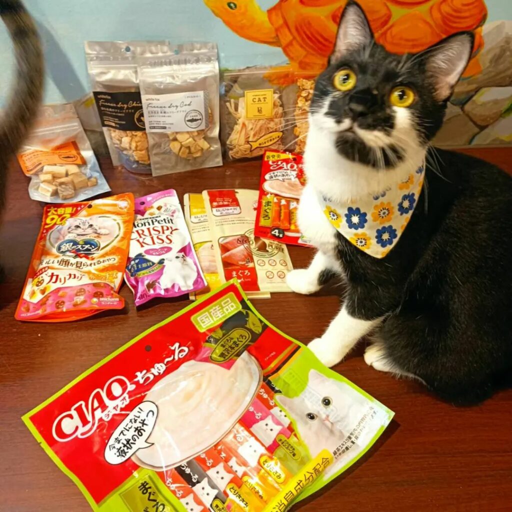 Neko Yokujo - feed the cats snacks at the cat cafe