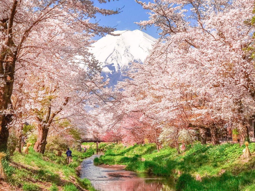 cherry blossoms