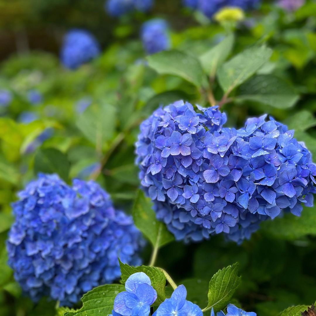 Uji - hydrangea viewing